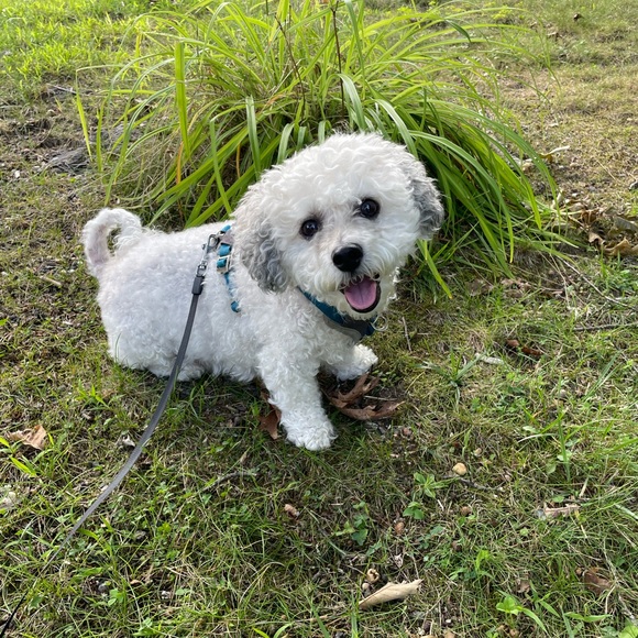 Like this! Live jewelry show notification! - Picture 2 of 12